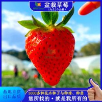 源头工厂盆栽草莓种子草籽四季通用新鲜红果白果奶油批发