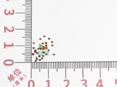 源头工厂盆栽草莓种子草籽四季通用新鲜红果白果奶油批发图4