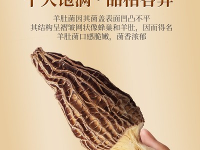 新货头茬羊肚菌云南特产干货批发大个无沙煲汤食材菌菇汤包礼盒图3