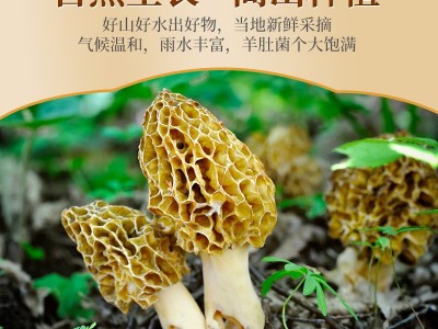 新货头茬羊肚菌云南特产干货批发大个无沙煲汤食材菌菇汤包礼盒图2