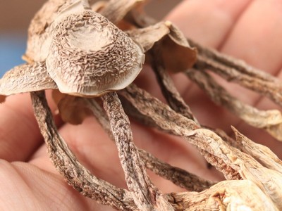 鹿茸菇干货批发云南食用菌菇特产煲汤脆脆菇鹿茸菌源产地直供代发图3