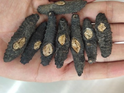 土耳其米刺海参个头大厚肉 冻干海参水产500g袋装即食产品图3