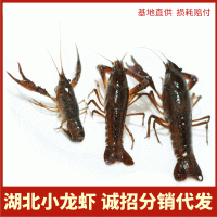 鲜活小龙虾批发湖北稻田清水虾夏季小龙虾潜江小龙虾现货现发