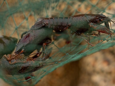 鲜活小龙虾批发湖北稻田清水虾夏季小龙虾潜江小龙虾现货现发图3