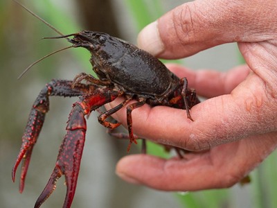 鲜活小龙虾批发湖北稻田清水虾夏季小龙虾潜江小龙虾现货现发图4