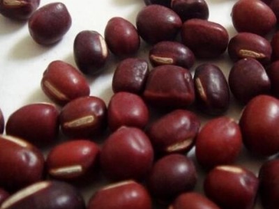 低温烘焙红小豆 熟五谷杂粮 磨粉现磨豆浆原料批发图2