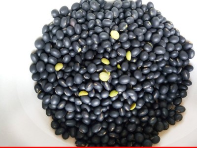 低温烘焙绿心青仁黑豆 熟五谷杂粮 磨粉现磨豆浆原料批发图3