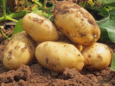 黄皮黄心土豆整箱5/10斤软糯香甜洋芋马铃薯现挖农家蔬菜新鲜现挖图2