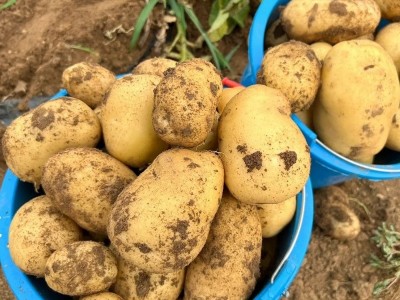 黄皮黄心土豆整箱5/10斤软糯香甜洋芋马铃薯现挖农家蔬菜新鲜现挖图3