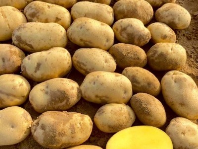 黄皮黄心土豆整箱5/10斤软糯香甜洋芋马铃薯现挖农家蔬菜新鲜现挖图4