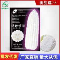 澳甜糯75白玉米种子高大饱满甜玉米种籽四季香甜软糯玉米种孑大全