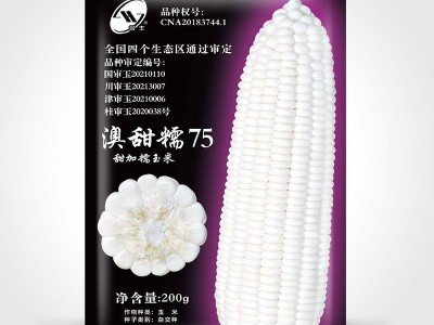 澳甜糯75白玉米种子高大饱满甜玉米种籽四季香甜软糯玉米种孑大全图5