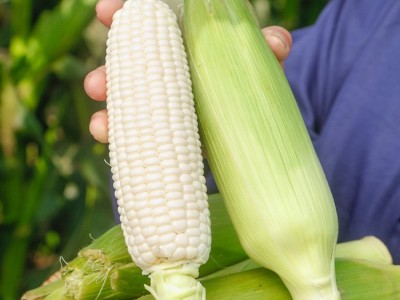 澳甜糯75白玉米种子高大饱满甜玉米种籽四季香甜软糯玉米种孑大全图2