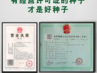 澳甜糯75白玉米种子高大饱满甜玉米种籽四季香甜软糯玉米种孑大全图3