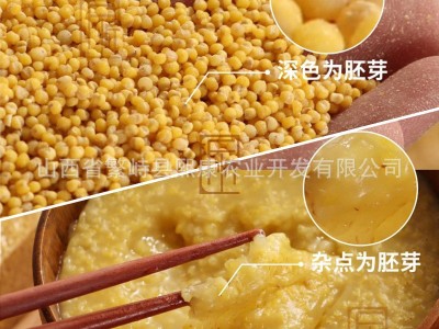 晋遇粮田山西小米新米正宗黄小米两年一季羊肥小米农家自种月子米图4