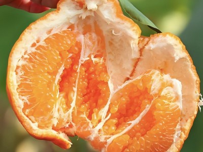 gc四川春见耙耙柑粑粑柑杷杷柑正宗水果新鲜整箱当季批发图3