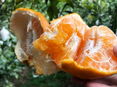 gc四川春见耙耙柑粑粑柑杷杷柑正宗水果新鲜整箱当季批发图4