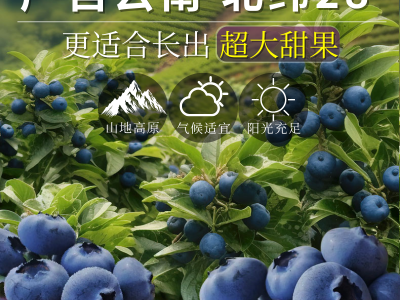 【京东快递】云南花香蓝莓L25鲜果新鲜水果中特大果当季时令批发图3