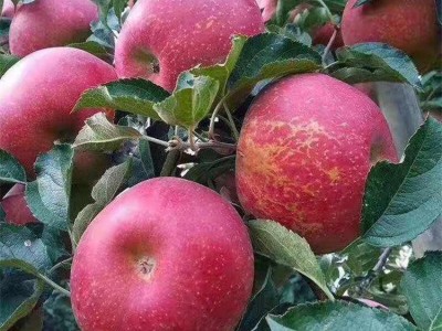 3公分苹果苗图2