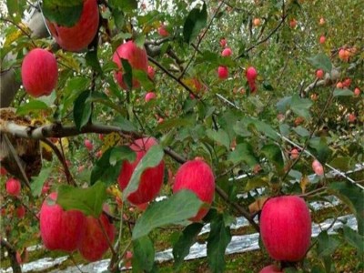 3公分苹果苗图4