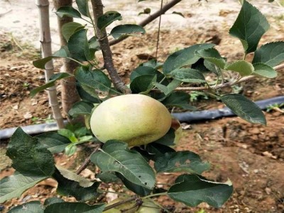 3公分苹果苗图5