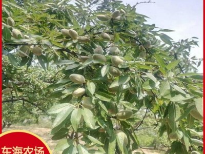 正宗二年纸皮巴旦木树苗 颗粒饱满 扁桃种苗 薄壳坚果 每亩种植图4