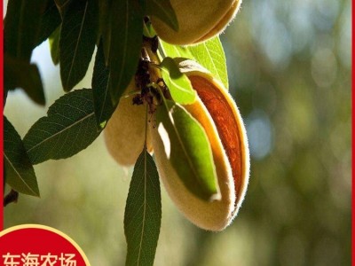 正宗二年纸皮巴旦木树苗 颗粒饱满 扁桃种苗 薄壳坚果 每亩种植图2