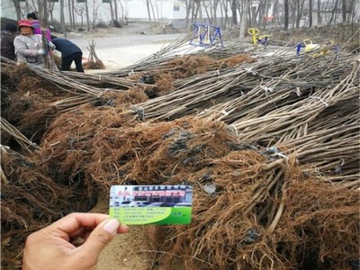 红奥芬无花果树苗1-2年苗 大青皮苗新地育苗 泽雨农业图2