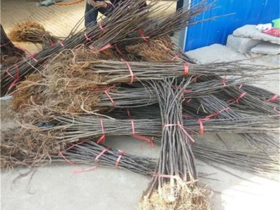 红奥芬无花果树苗1-2年苗 大青皮苗新地育苗 泽雨农业图3