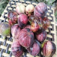 红奥芬无花果树苗1-2年苗 大青皮苗新地育苗 泽雨农业