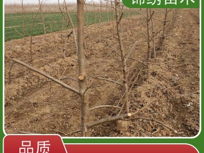 红色水蜜桃蟠桃油桃 锦绣黄桃树苗 繁育基地 种植成活率高 保湿发货图4