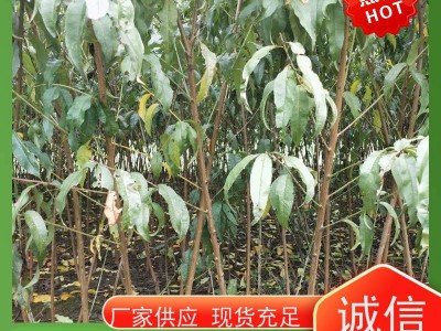 红色水蜜桃蟠桃油桃 锦绣黄桃树苗 繁育基地 种植成活率高 保湿发货图5