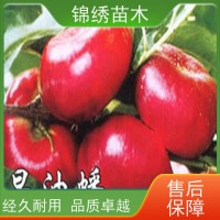 红色水蜜桃蟠桃油桃 锦绣黄桃树苗 繁育基地 种植成活率高 保湿发货