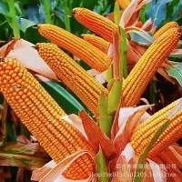 玉米专用复合肥批发农用控释复合肥玉米掺混肥缓释玉米一 次性追肥