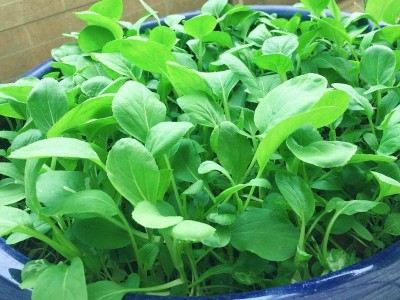 鸡毛菜种子18天速生鸡毛菜籽种子四季播盆栽耐热抗病蔬菜种子图5