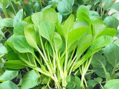 鸡毛菜种子18天速生鸡毛菜籽种子四季播盆栽耐热抗病蔬菜种子图4