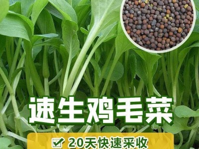 鸡毛菜种子18天速生鸡毛菜籽种子四季播盆栽耐热抗病蔬菜种子图3