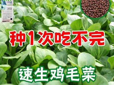 鸡毛菜种子18天速生鸡毛菜籽种子四季播盆栽耐热抗病蔬菜种子图2