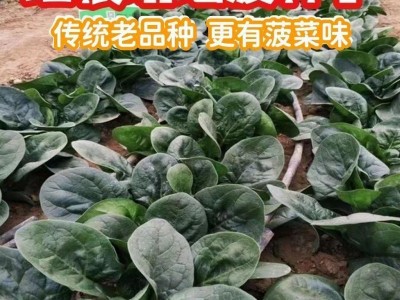 趴地菠菜种子老品种塌地菠春秋冬季耐寒耐热菜种红根菠菜易种蔬菜图2