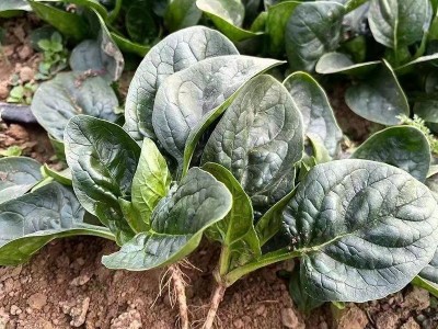 趴地菠菜种子老品种塌地菠春秋冬季耐寒耐热菜种红根菠菜易种蔬菜图4