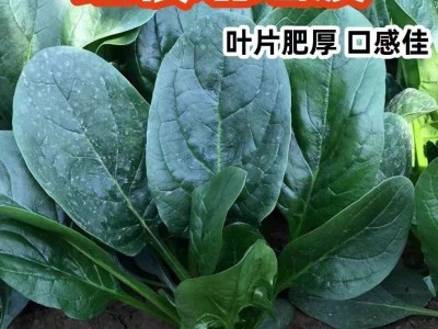 趴地菠菜种子老品种塌地菠春秋冬季耐寒耐热菜种红根菠菜易种蔬菜图3