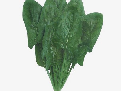 趴地菠菜种子老品种塌地菠春秋冬季耐寒耐热菜种红根菠菜易种蔬菜图5