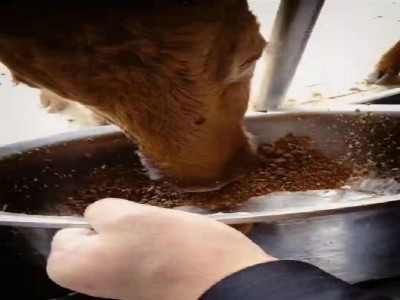 厂家供应 膨化棉籽 反刍动物饲料图3