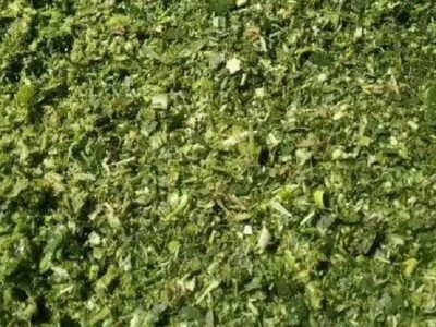 供应玉米秸秆饲料 全株 青储 牛马羊食用植物饲料 玉米秸秆制成图2