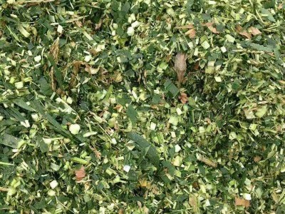 供应玉米秸秆饲料 全株 青储 牛马羊食用植物饲料 玉米秸秆制成图3