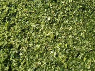 供应玉米秸秆饲料 全株 青储 牛马羊食用植物饲料 玉米秸秆制成图4