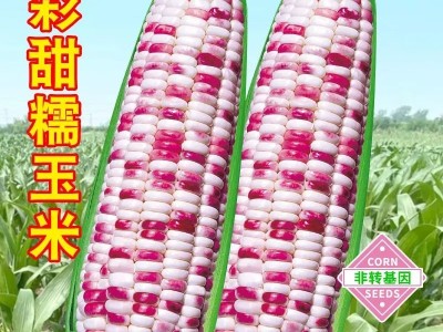 玉米种子大全糯玉米种子水果玉米种子甜玉米种子彩糯甜糯玉米种子图3