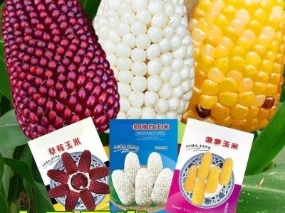 玉米种子大全糯玉米种子水果玉米种子甜玉米种子彩糯甜糯玉米种子图4