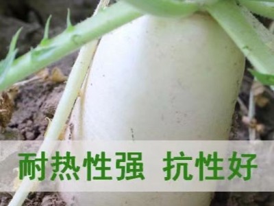 甜脆三尺象牙白萝卜种子白罗卜种籽耐寒耐湿秋播农家菜园蔬菜种孑图2