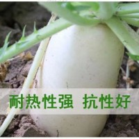 甜脆三尺象牙白萝卜种子白罗卜种籽耐寒耐湿秋播农家菜园蔬菜种孑